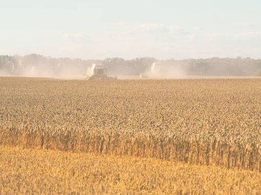 Güneşli bir yaz günü buğday ile hasat toplama kombaynları