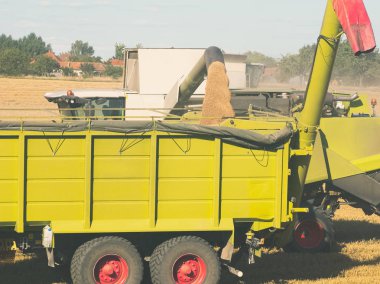 Tahıl güneşli bir yaz günü römork boşaltma hasat birleştirmek