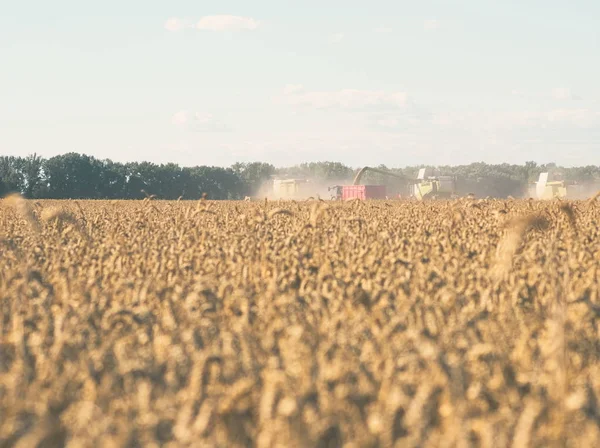 Wheat Harvesting Combine Harvesters Sunny Summer Day — Stock Photo, Image