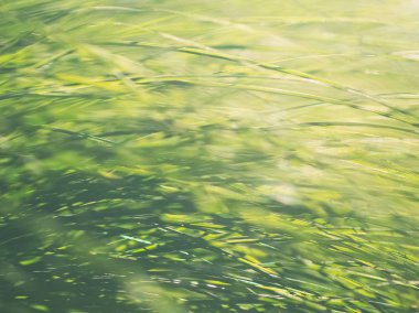 Canlı yeşil arkadan aydınlatmalı Bahçe Carex Closeup arka plan