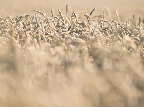 Dry Ripe Wheat Field Summer Day Closeup — Stock Photo, Image