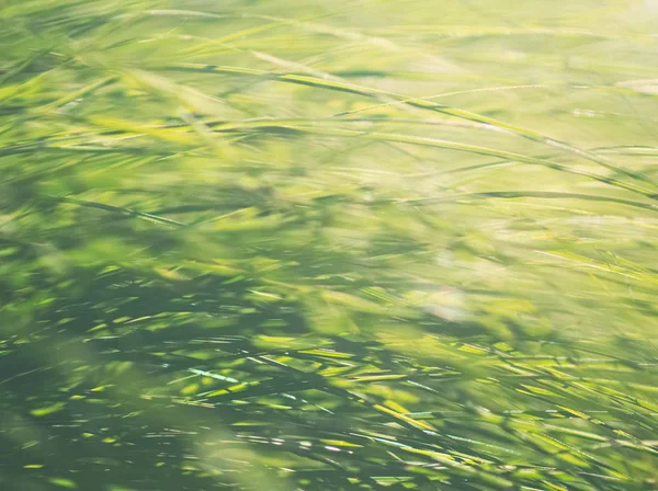 生动的绿色背光花园苔草特写背景 — 图库照片