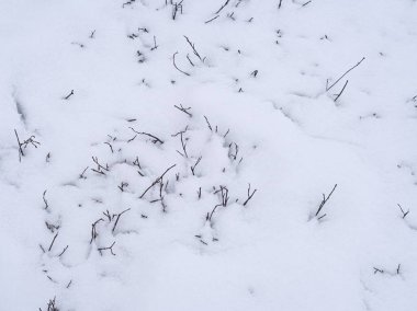 Karla kaplı Kuru Bitkiler