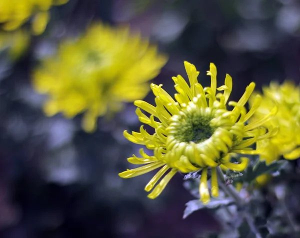 Erstaunliche Chrysanthemen Der Königin Des Herbstes Wenn Alles Stirbt Erwachen — Stockfoto