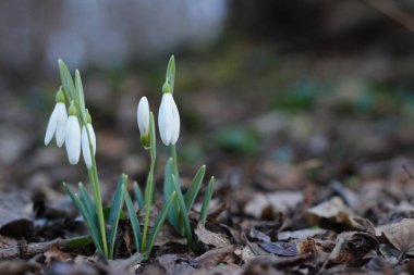 Kardelen ilk bahar çiçekleri.