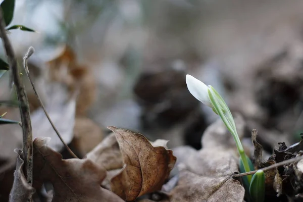 Sněženky První Jarní Květy — Stock fotografie