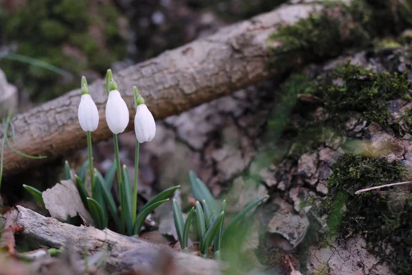 Gotas Neve Primeiras Flores Primavera — Fotografia de Stock