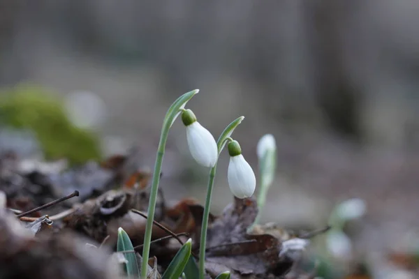 Gotas Nieve Primera Primavera Flores — Foto de Stock