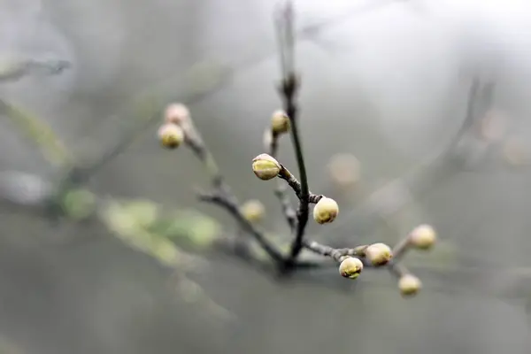 Die Natur Wacht Auf Der Frühling Kommt Bald — Stockfoto