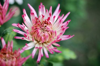 Şaşırtıcı kasımpatı sonbahar kraliçesi. Ne zaman her şey ölür onlar hayata.