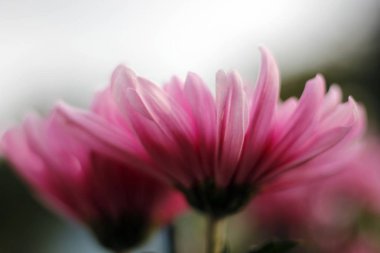 Şaşırtıcı kasımpatı sonbahar kraliçesi. Ne zaman her şey ölür onlar hayata.