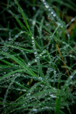 Su damla detay çimenlerin üzerinde