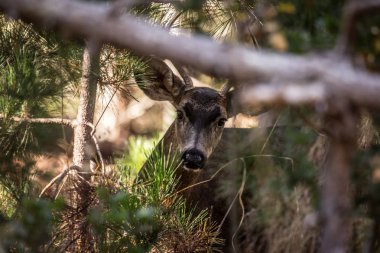 Geyik sana bakıyor.