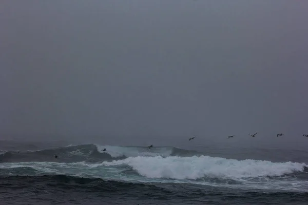 birds flying in the storm
