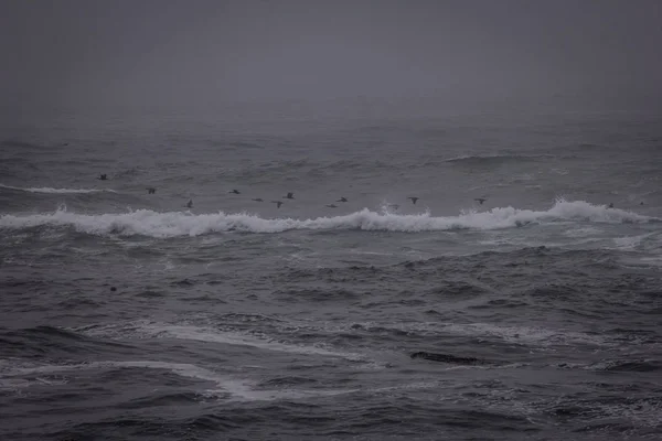 Aves Volando Tormenta —  Fotos de Stock