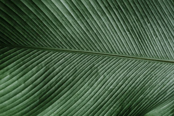 Textura Hoja Verde Naturaleza Fondo Abstracto Del Patrón Línea —  Fotos de Stock