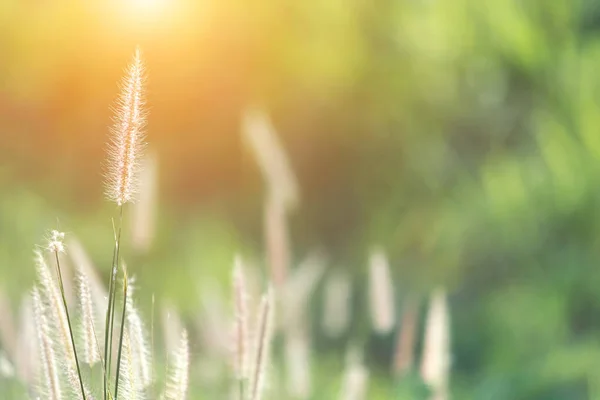 Natur Grasblume Mit Sonnenuntergang Hintergrund Verschwommener Natürlicher Hintergrund — Stockfoto