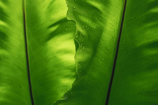 Textura zeleného listu s poklesem deště, prázdné místo na pozadí. — Stock fotografie