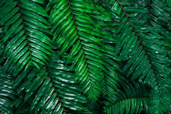 Abstraktní pozadí ze zeleného listu vzorku v tropickém Forreste — Stock fotografie