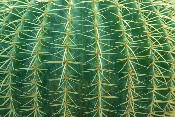 Абстрактний фон з крупним планом кактуса з візерунком шипів . — стокове фото
