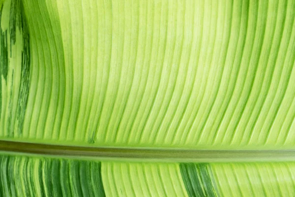 Zbliżenie zielonej tekstury liści bananów z promieni słonecznych. Streszczenie NAT — Zdjęcie stockowe