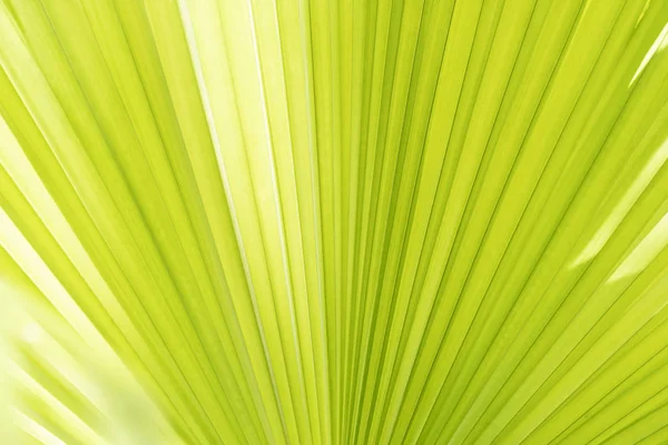Abstraktní pozadí od zaostřená textury palmového listí s slunečním — Stock fotografie