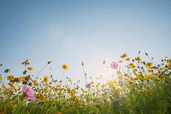 Campo colorido de flores cosmos con cielo azul y luz solar. Fresco —  Fotos de Stock