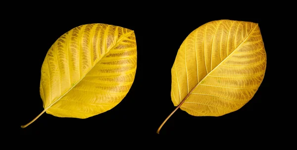 Yellow leaf isolated on black background. — Stock Photo, Image