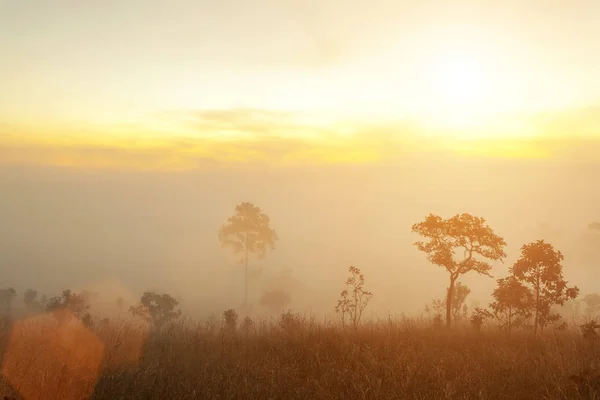 Ранковий схід сонця на горі з деревами і туманом. Свіжа природа і — стокове фото