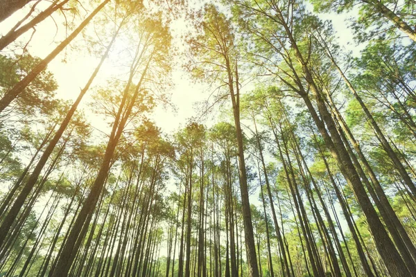 Prohlédněte si stromy v lese se slunečním zářením. Cestovní zázemí. Env — Stock fotografie