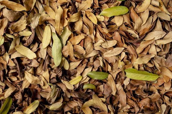 Velho padrão de folhas marrons no chão para o fundo da natureza. Abstra... — Fotografia de Stock