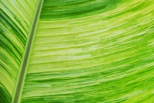 绿色香蕉叶纹理的特写，用于抽象背景。Ar — 图库照片