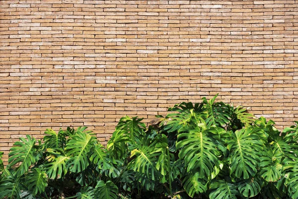 Green leaves with brick wall with free space for text. Abstract