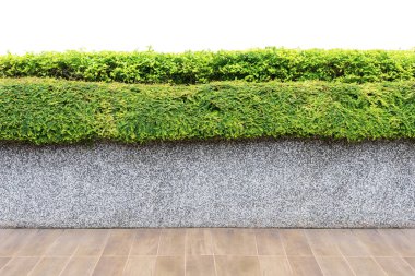 Zemin, beton duvar ve yeşil bitki seti izole. Için kullanın