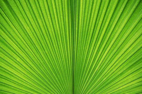 Fondo abstracto de textura de hoja de palma verde. Naturaleza wallpap —  Fotos de Stock