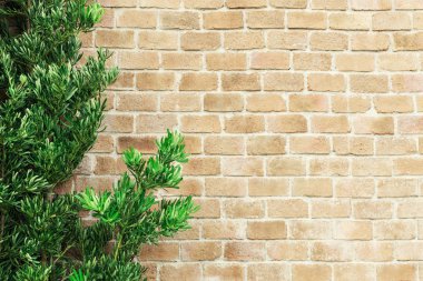 Fram yeşil bitki ile eski tuğla duvardan soyut arka plan