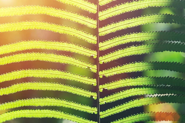 Naturligt koncept. Sommar och rese bakgrund. Gröna löv Patt — Stockfoto