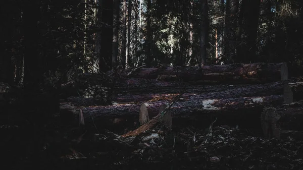 Noite Floresta — Fotografia de Stock