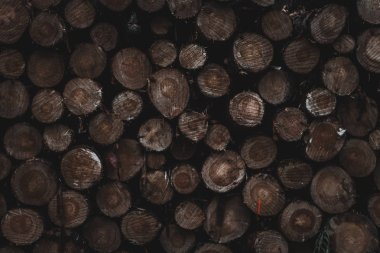 Tahta kütükler yığını