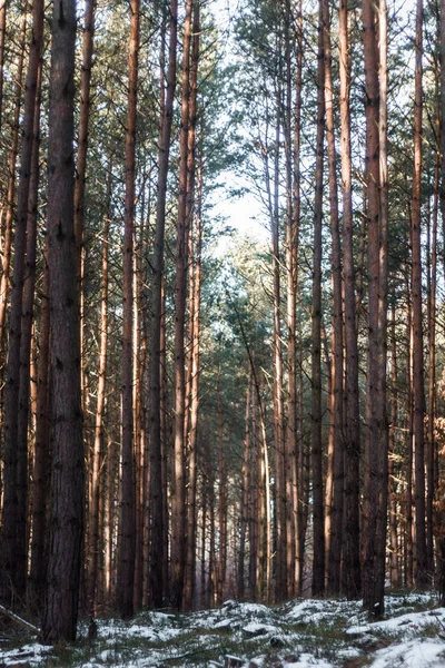 Alberi Nella Foresta — Foto Stock