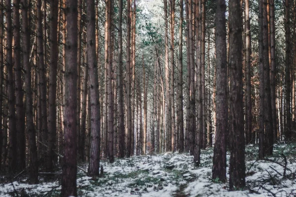 Alberi Nella Foresta — Foto Stock