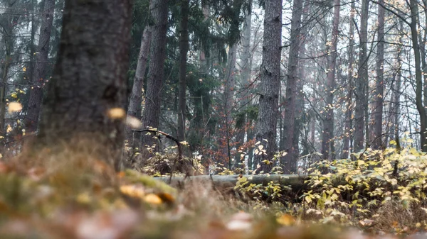 Autunno Nella Foresta Ghhh — Foto Stock