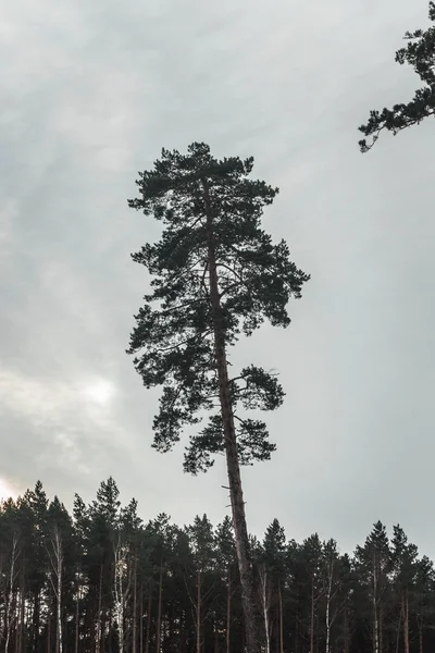 Silhouette Albero Nella Foresta — Foto Stock
