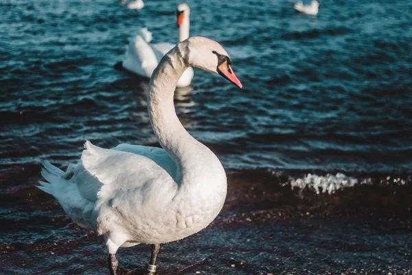 Swan Sjövatten — Stockfoto