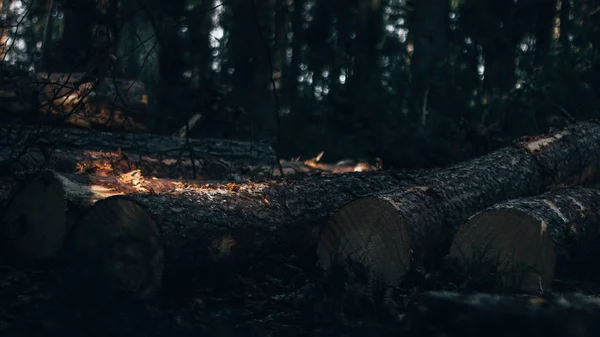 Souche Dans Forêt — Photo