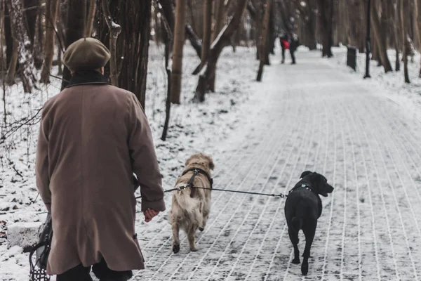 couple walking with dog in winter