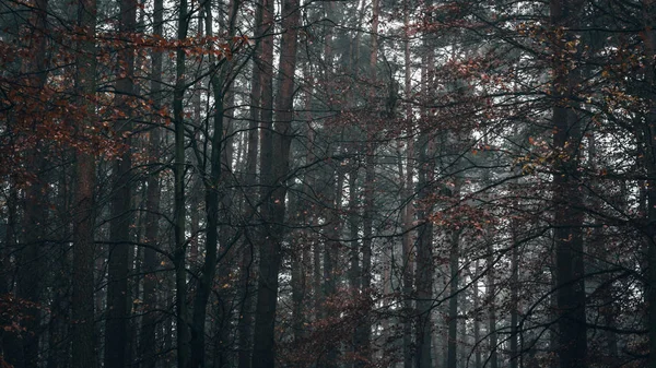 Foresta Nebbiosa Nella Nebbia — Foto Stock