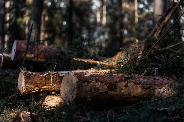 Ceppo Nella Foresta — Foto Stock