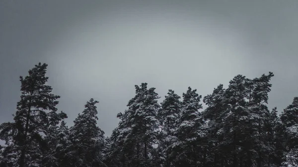 冬の空の木 — ストック写真