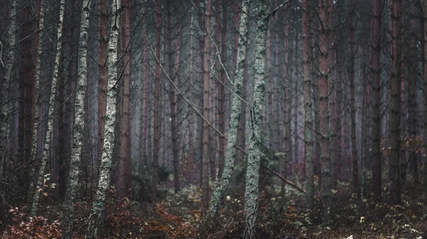 Alberi Nebbia Nella Foresta — Foto Stock